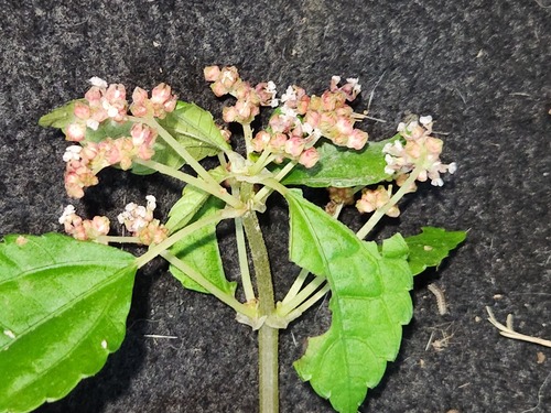 Pilea aquarum (Pilea aquarum)