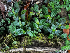 Pilea aquarum (Pilea aquarum)