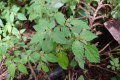 Pilea aquarum (Pilea aquarum)