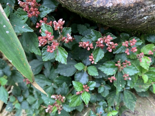 Pilea aquarum (Pilea aquarum)