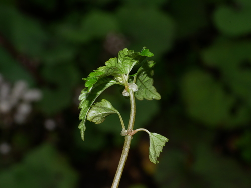 Pilea aquarum (Pilea aquarum)