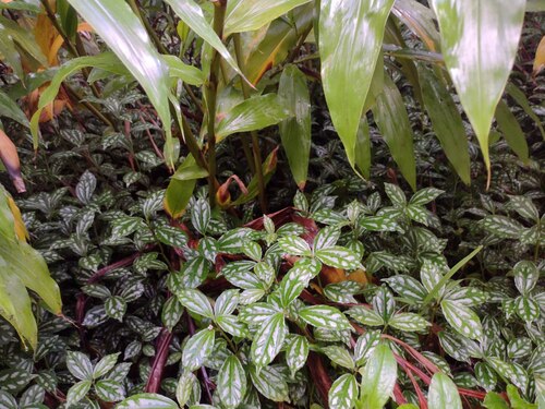Aluminium plant (Pilea cadierei)