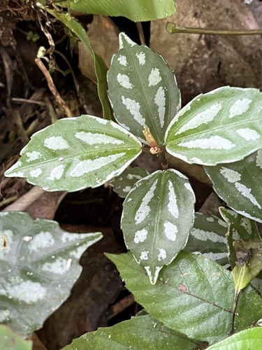 Aluminium plant (Pilea cadierei)