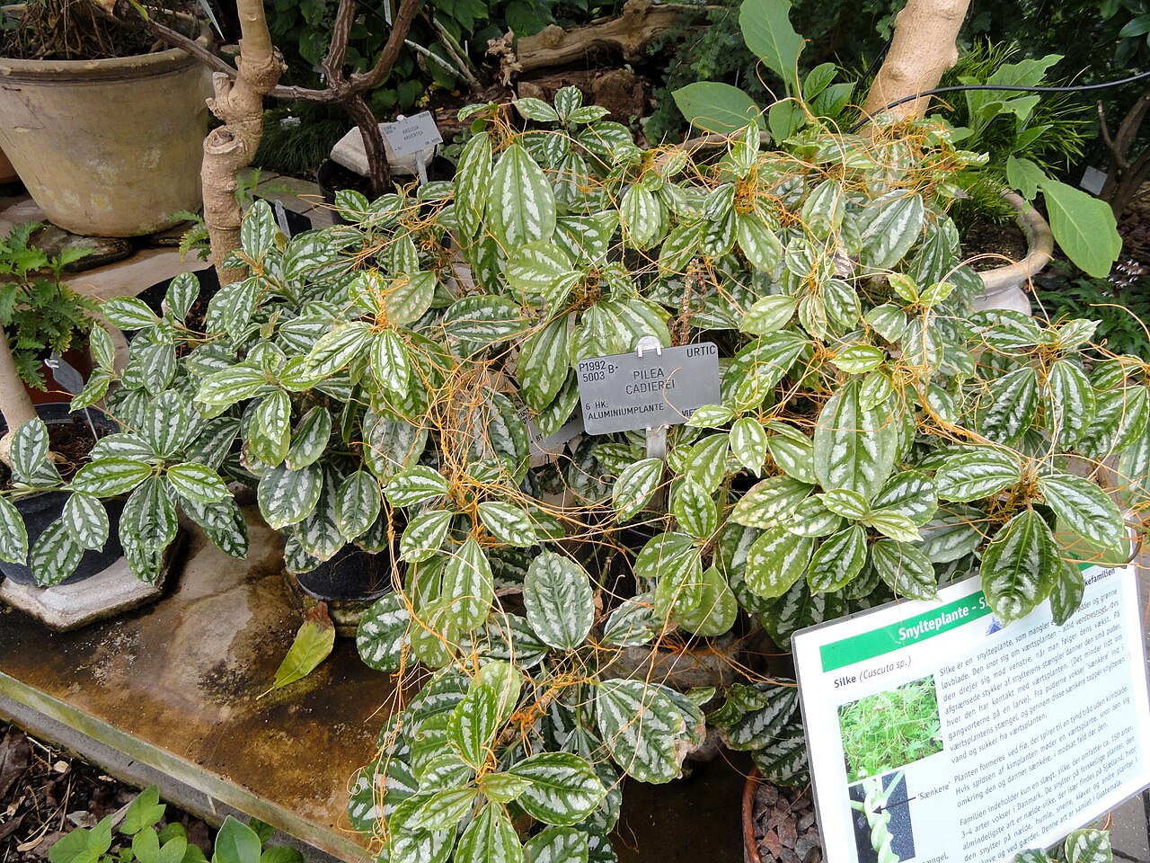 Aluminium plant: Botanical specimen in the University of Copenhagen Botanical Garden, Copenhagen, Denmark.
