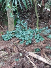 Aluminium plant (Pilea cadierei)