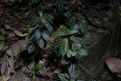 Aluminium plant (Pilea cadierei)