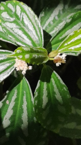 Aluminium plant (Pilea cadierei)