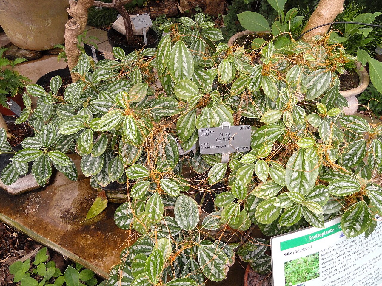 Aluminium plant: Botanical specimen in the University of Copenhagen Botanical Garden, Copenhagen, Denmark.