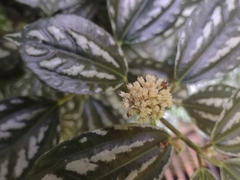 Aluminium plant (Pilea cadierei)