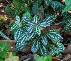 Aluminium plant (Pilea cadierei)