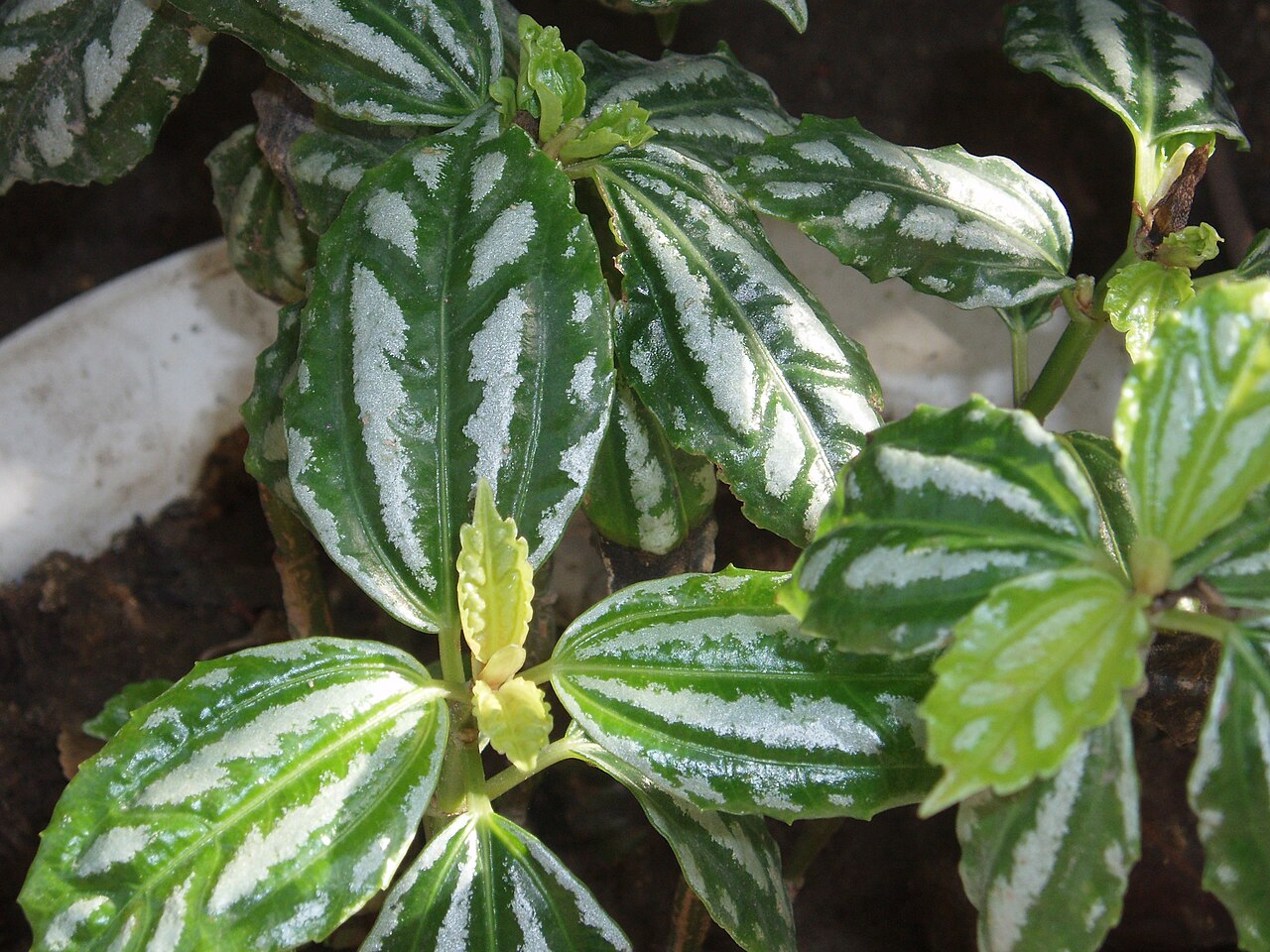 Aluminium plant: Aluminum plant