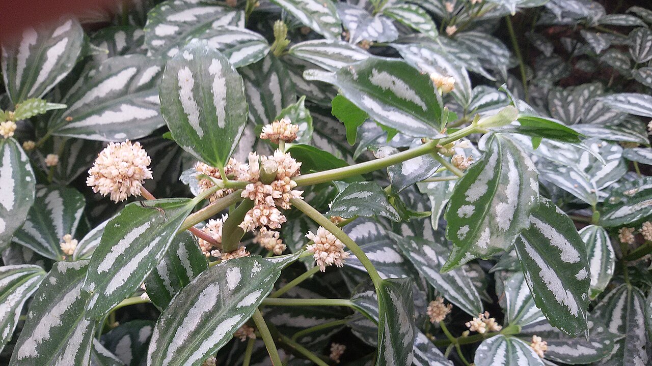 Aluminium plant: 喺流花湖南邊種嘅花葉冷水花