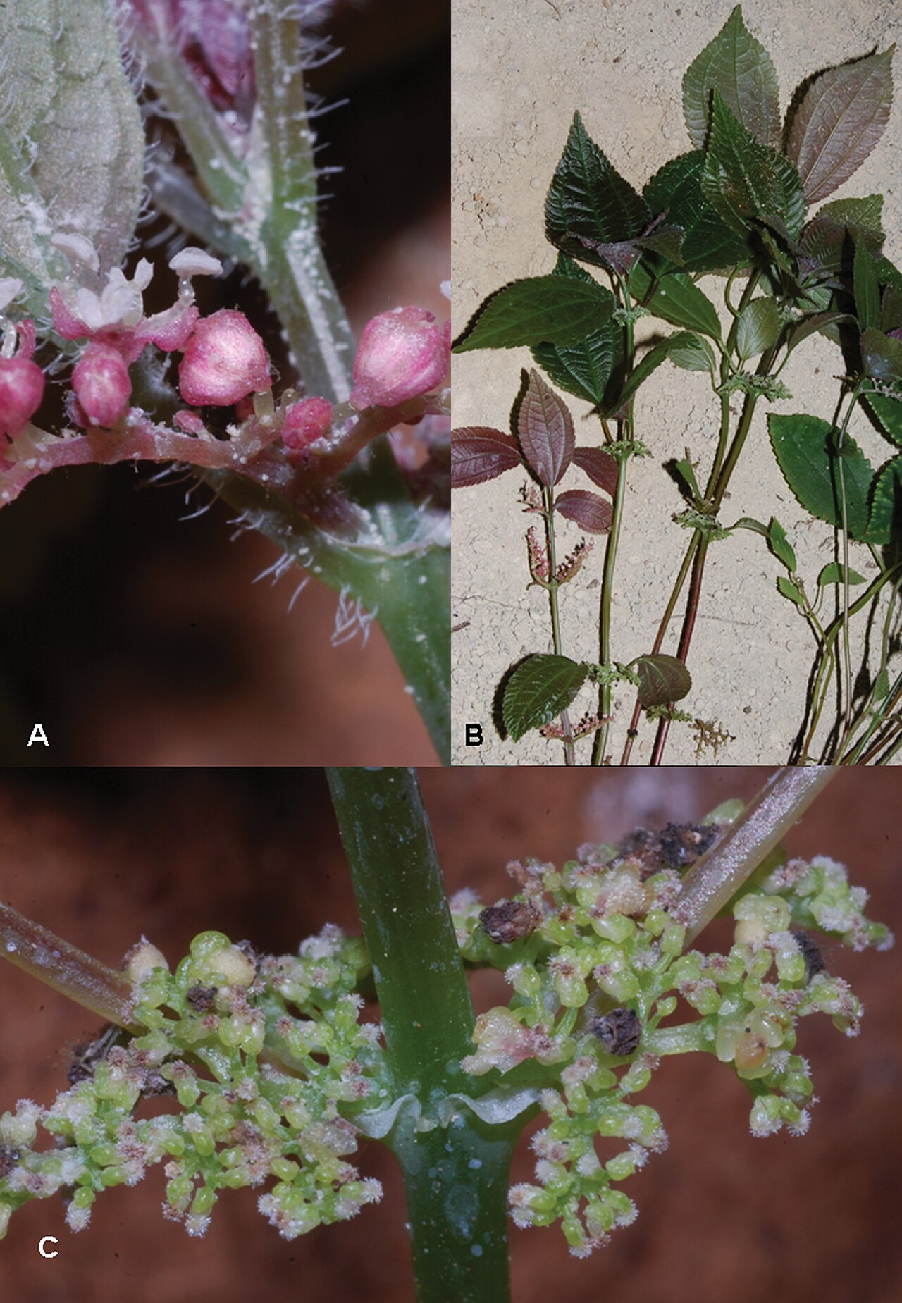 Pilea cavernicola: Collage of images of Pilea cavernicola (A.K. Monro, C.J. Chen & Y.G. Wei), sp. nov. including closeups. Published by Pensoft under a Creative Commons Atribution