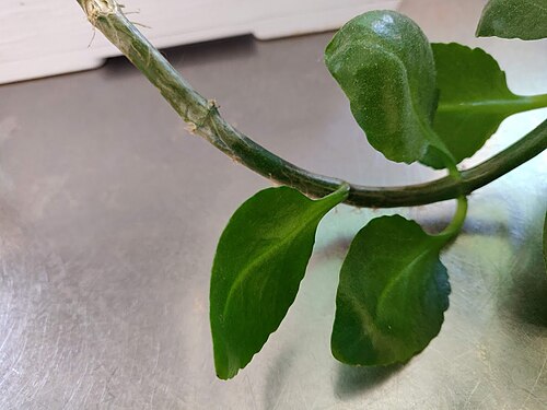Depressed clearweed: PIanta di Pilea depressa