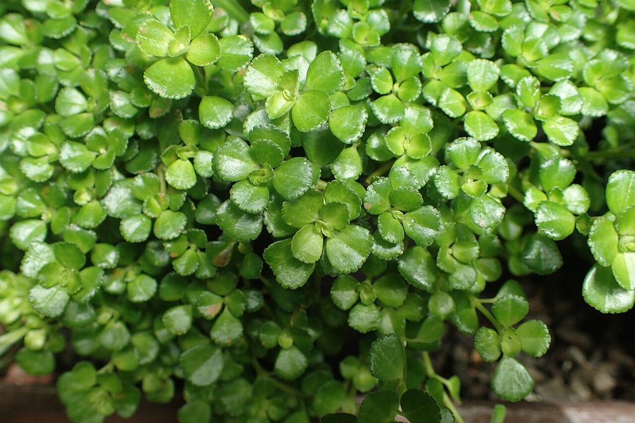 Depressed clearweed: Pilea depressa in Christchurch Botanic Gardens