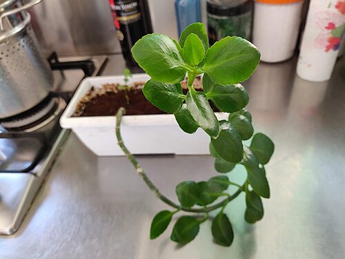 Depressed clearweed: PIanta di Pilea depressa