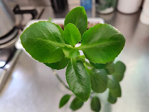 Depressed clearweed: PIanta di Pilea depressa