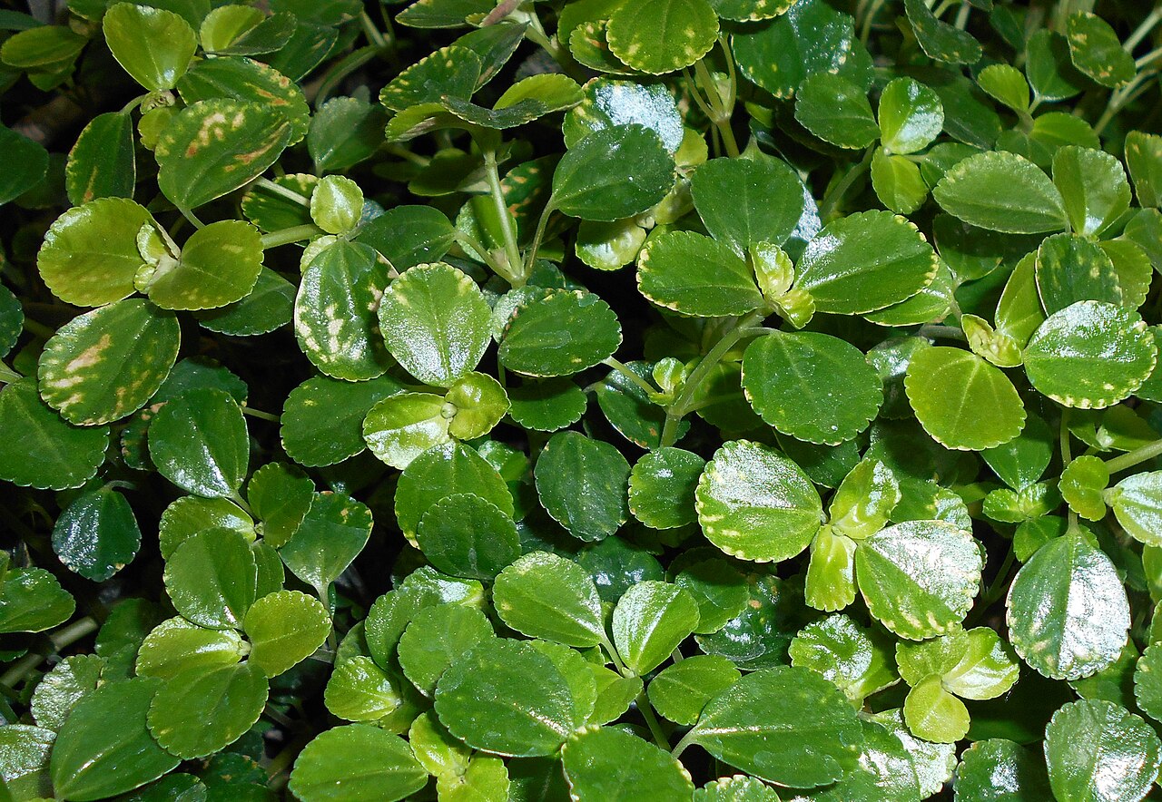 Depressed clearweed: Pilea depressa ?, Ogród Botaniczny UMCS w Lublinie.