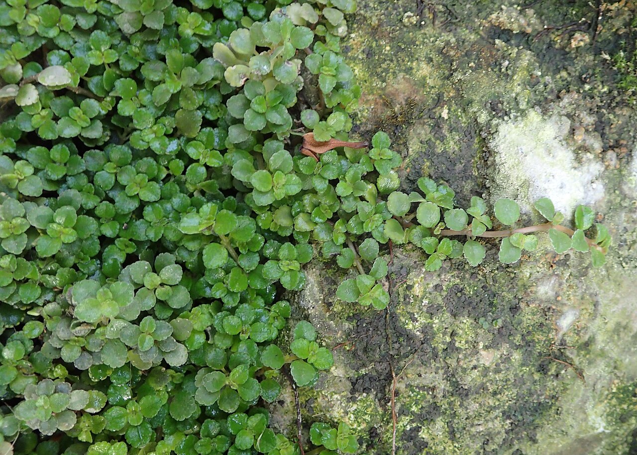 Depressed clearweed: Pilea depressa in botanical garden in Kraków
