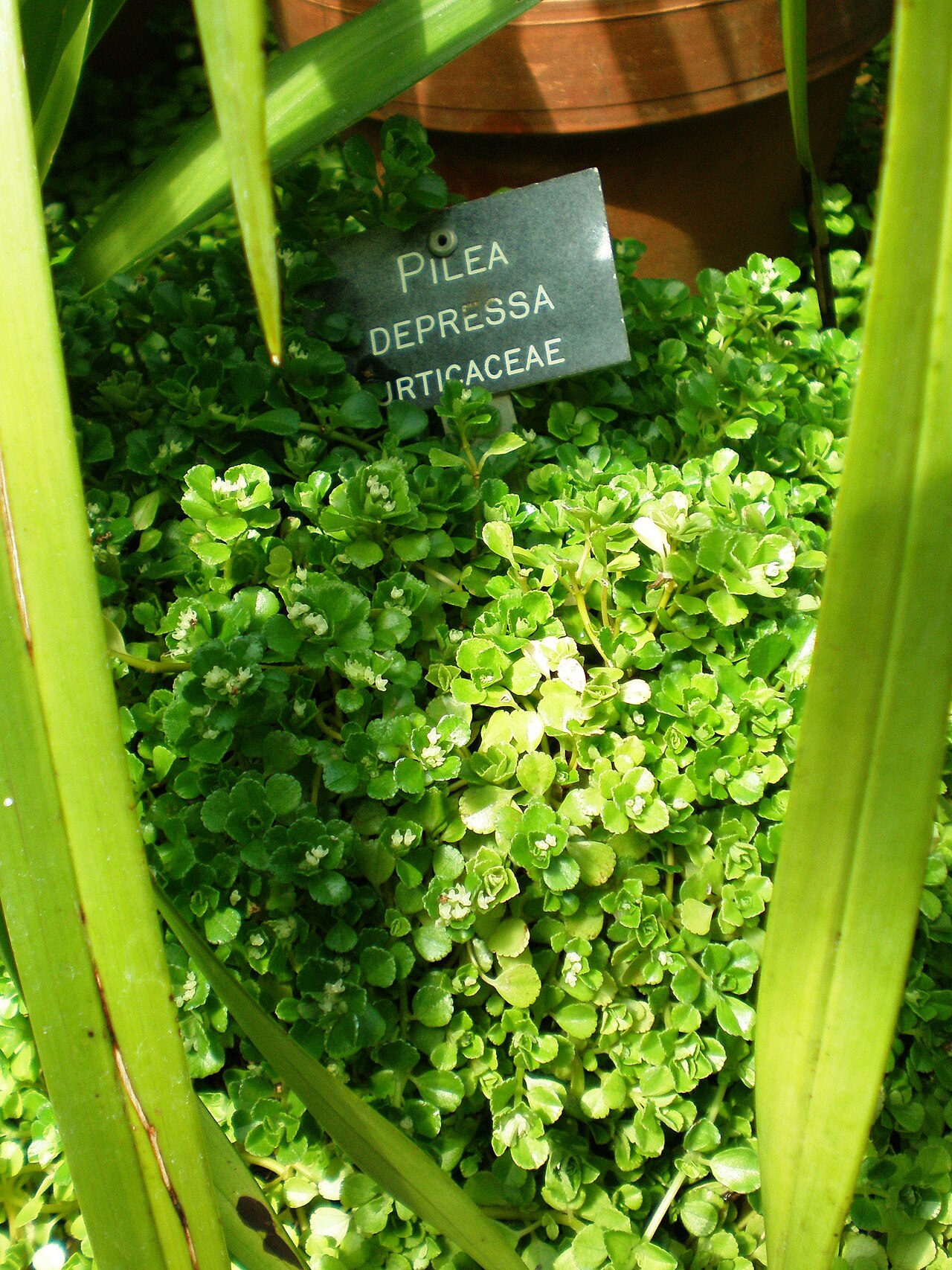 Depressed clearweed: Pilea depressa