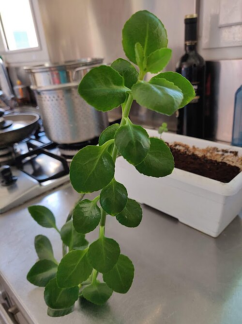 Depressed clearweed: PIanta di Pilea depressa