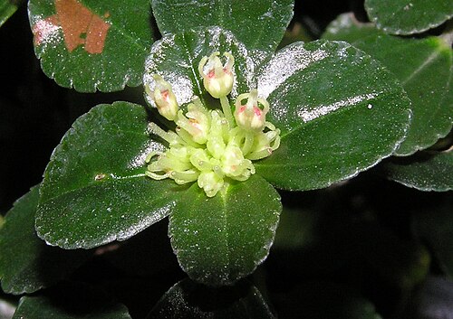 Depressed clearweed: 玲瓏冷水花 Pilea depressa [香港公園 Hong Kong Park]
