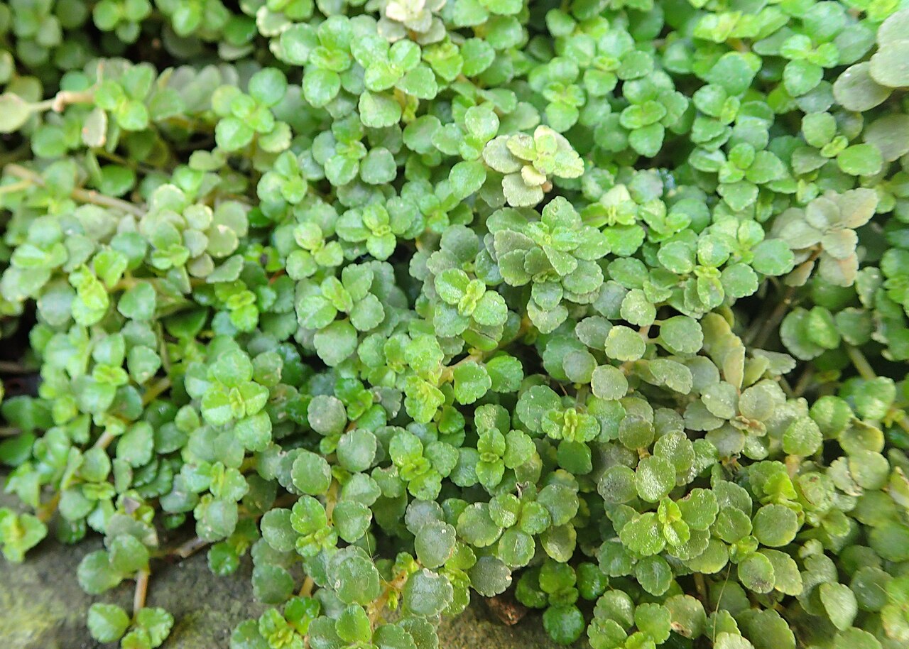 Depressed clearweed: Pilea depressa in botanical garden in Kraków
