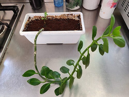 Depressed clearweed: PIanta di Pilea depressa