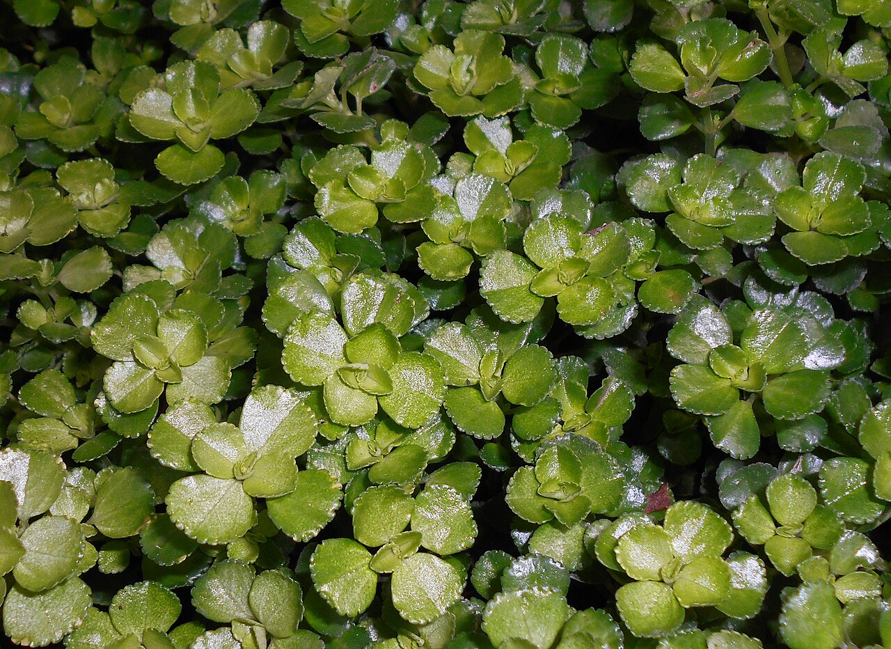 Depressed clearweed: Pilea depressa ?, Ogród Botaniczny UMCS w Lublinie.