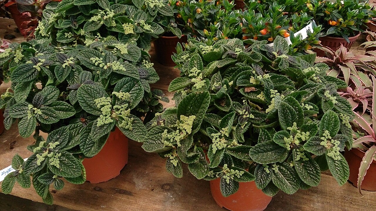 Friendship plant: Pilea involucrata. Common name: Friendship Plant.