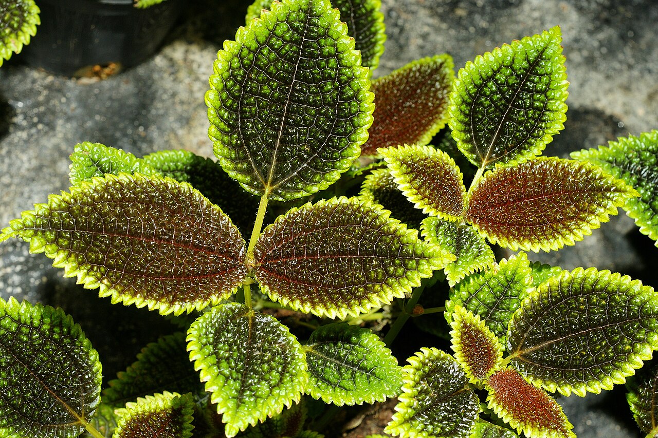 Friendship plant: Friendship plant