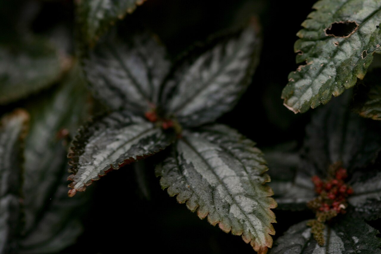 Friendship plant: Pilea invoculata је биљка висине до 15 центиметара и обима 30 центиметара. This media file is produced by Wikipedian in Residence in Botanical Garden Jevremovac