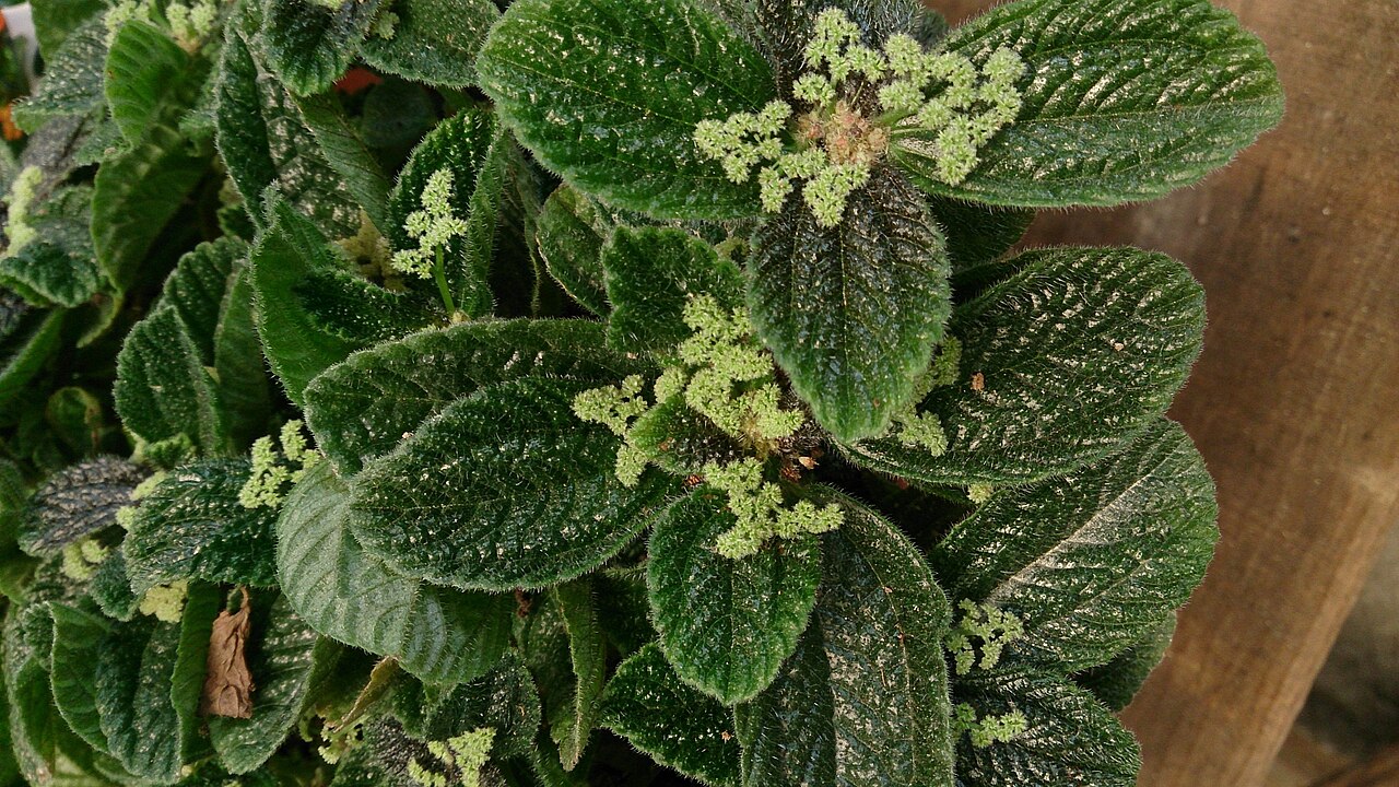 Friendship plant: Pilea involucrata. Common name: Friendship Plant.