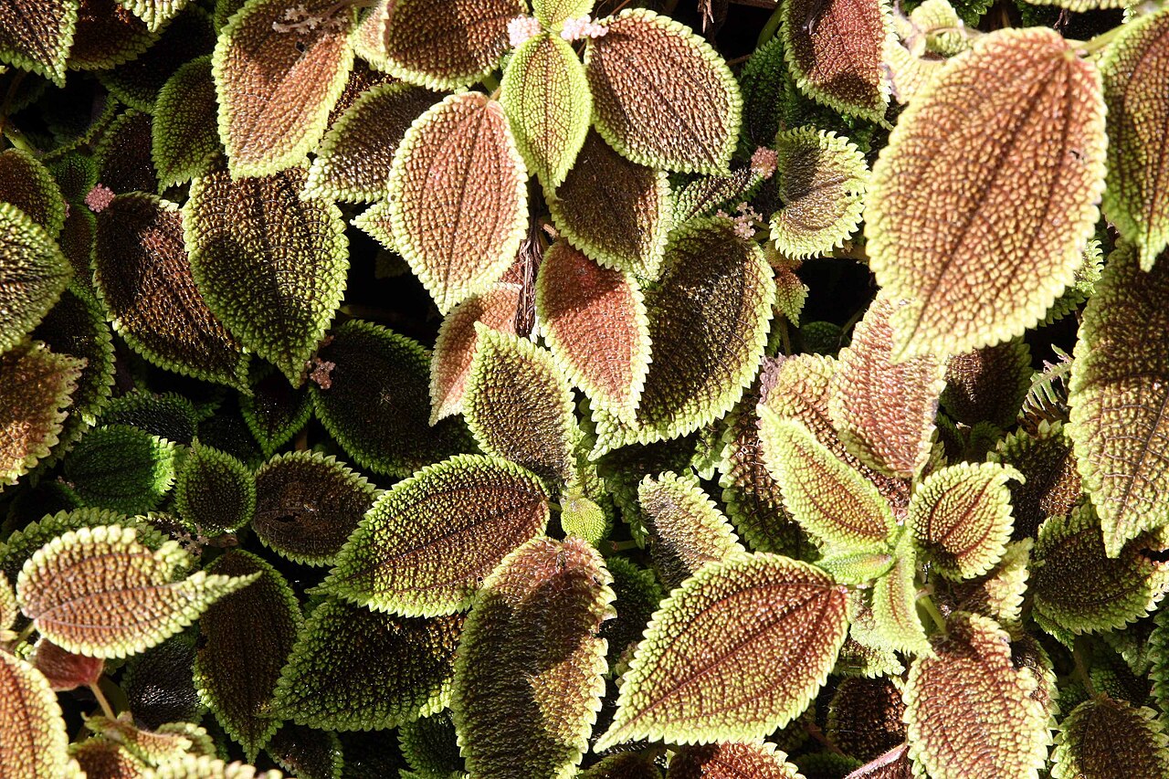 Friendship plant: Location taken: Else Kientzler Botanical Garden, Sarchi Norte, Costa Rica. Names: Pilea involucrata (Sims) Urb., Friendship Plant, Moon Valley Friendship Plant,
