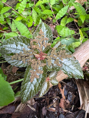 Friendship plant (Pilea involucrata)