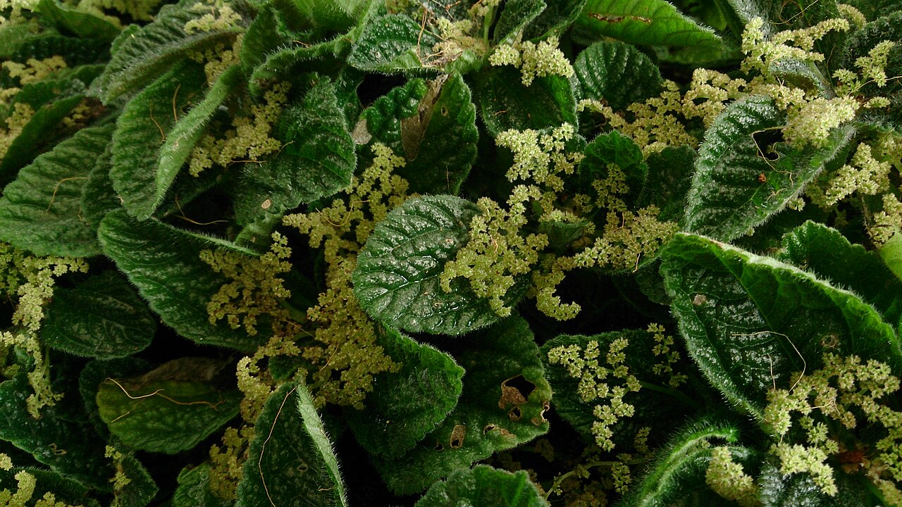 Friendship plant: Pilea involucrate. Common name: Friendship Plant.