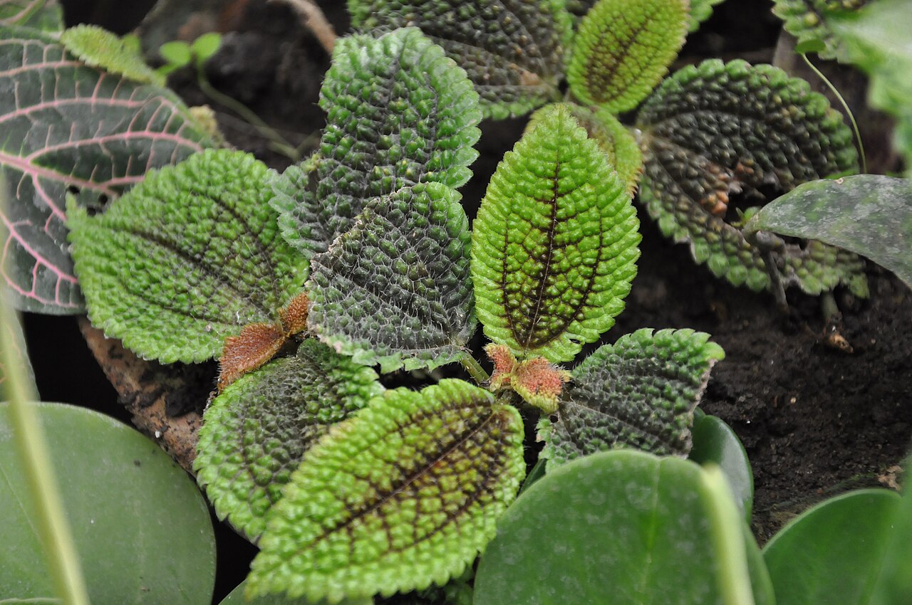 Friendship plant: Taken in Tbilisi