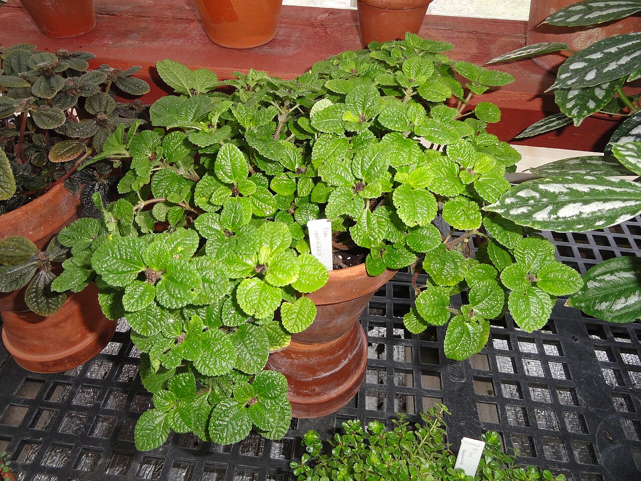 Friendship plant: Botanical specimen in the Talcott Greenhouse, Mount Holyoke College, South Hadley, Massachusetts, USA.