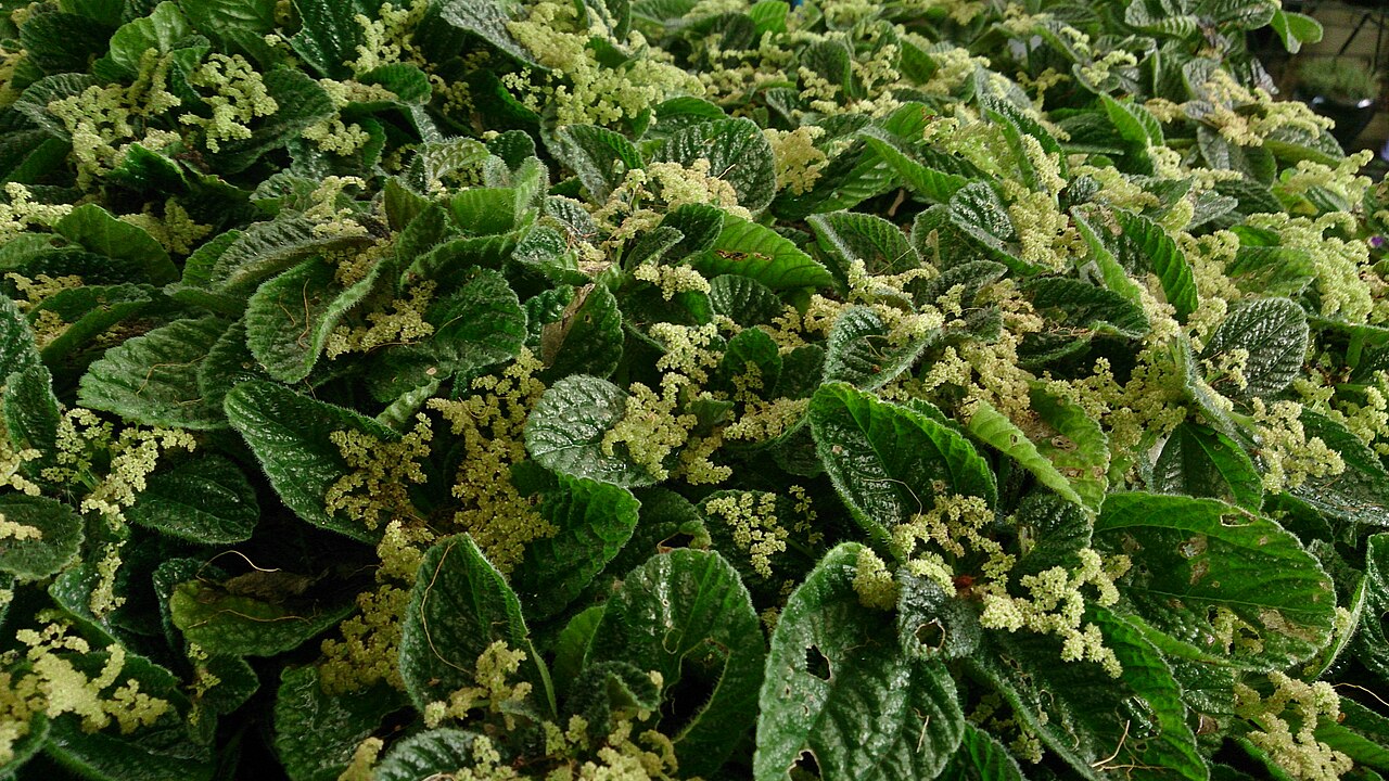 Friendship plant: Pilea involucrate. Common name: Friendship Plant.