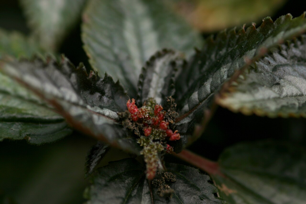 Friendship plant: Pilea invoculata је биљка висине до 15 центиметара и обима 30 центиметара. This media file is produced by Wikipedian in Residence in Botanical Garden Jevremovac