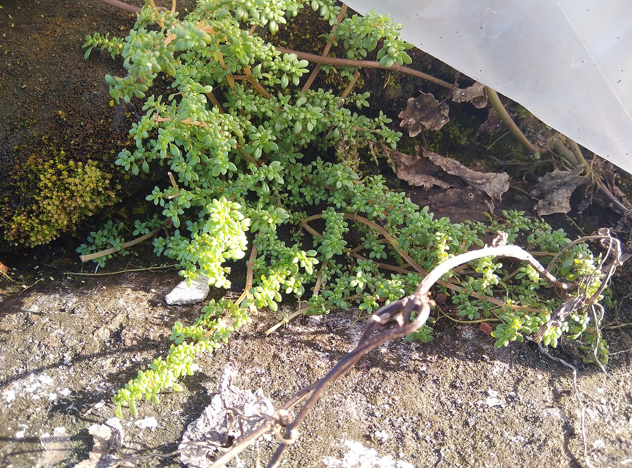Rockweed: Pilea microphylla or Gunpowder plant