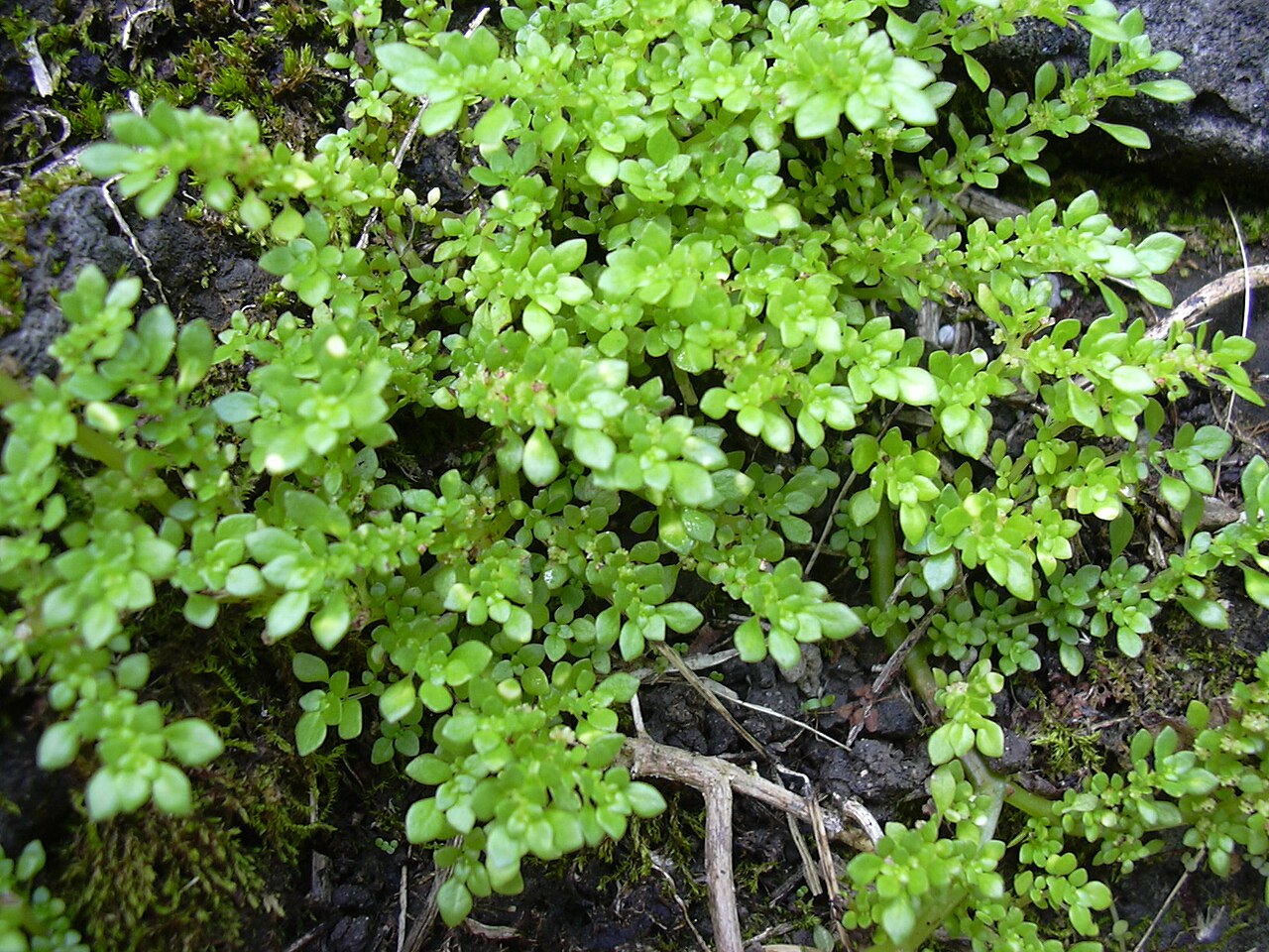 Rockweed: Pilea microphylla (habit). Location: Maui, Keanae Arboretum
