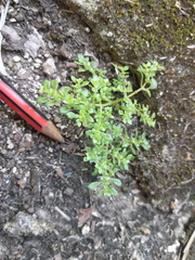 Rockweed (Pilea microphylla)