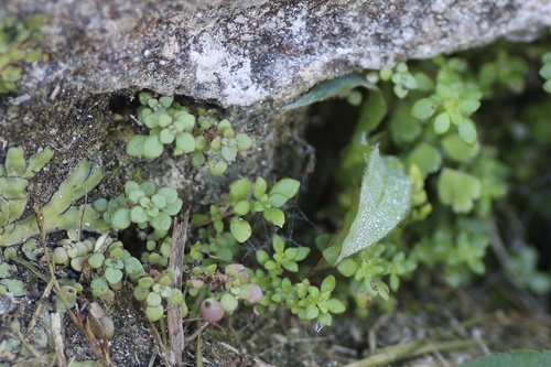 Rockweed (Pilea microphylla)