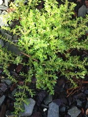 Rockweed (Pilea microphylla)