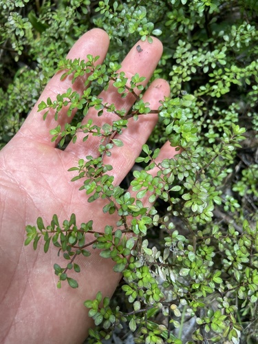 Rockweed (Pilea microphylla)