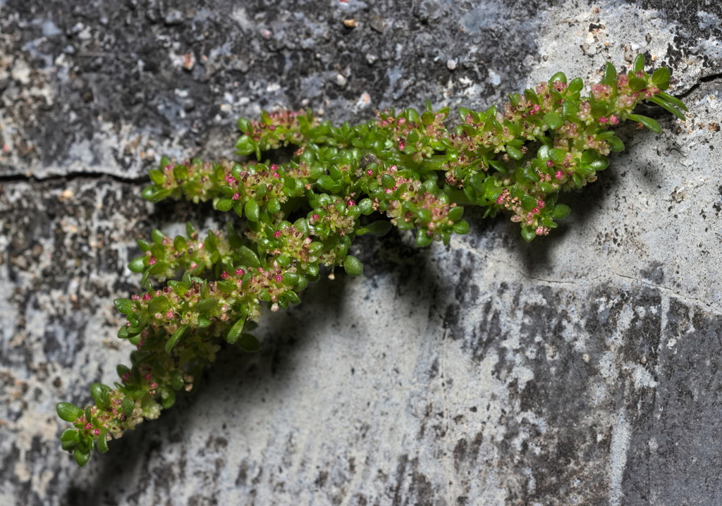 Rockweed (Pilea microphylla)