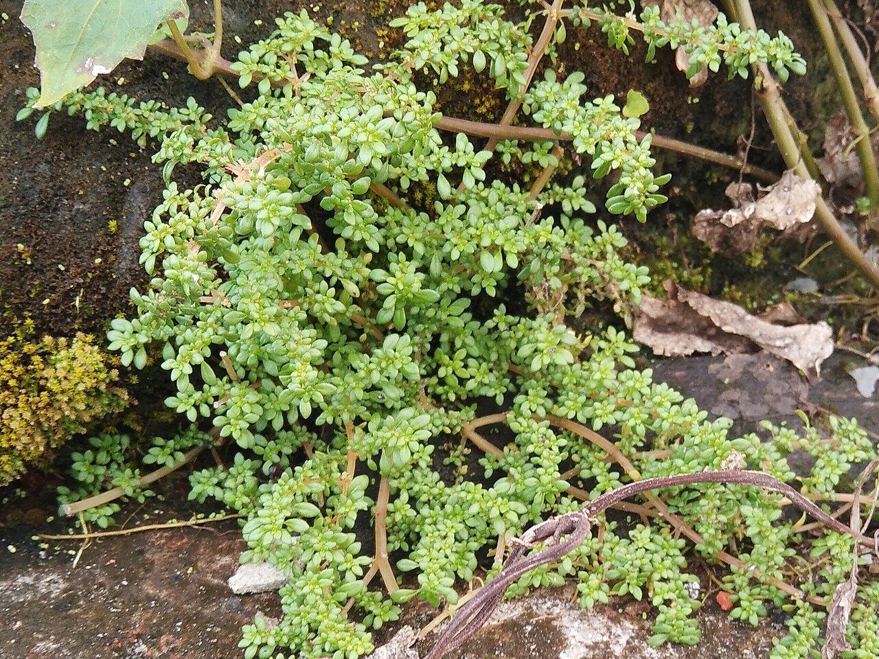 Rockweed: Pilea microphylla or Gunpowder plant