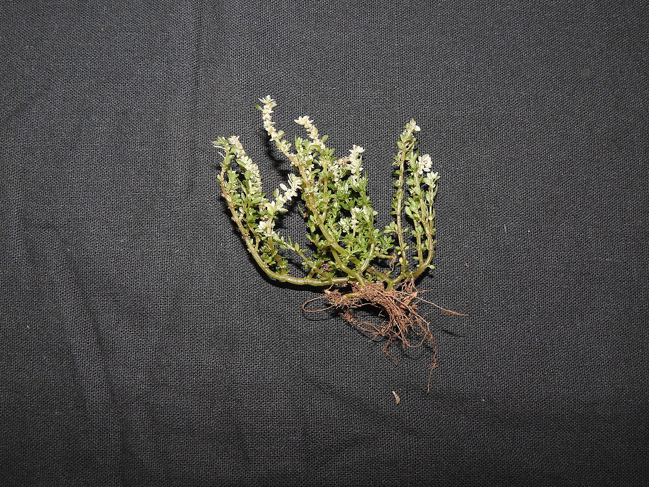 Rockweed: Urticaceae-Rock weed;Gunpowder plant; Herb,succulent stem,flowers minute,pink.