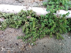 Rockweed (Pilea microphylla)